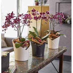 Lechuza samozavlažovací květináč Orchidea taupe