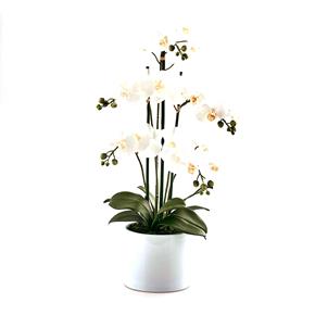Orchidej bílá v květináči