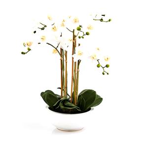 Orchidej bílá v míse