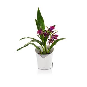 Lechuza samozavlažovací květináč Orchidea bílá