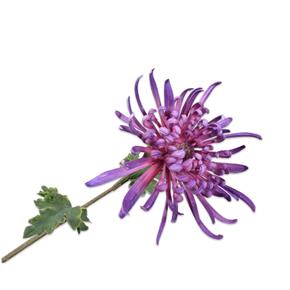 Umělá květina Silk-ka Chryzantéma střapatá fialová